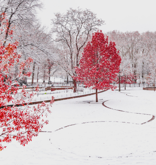 Red_trees_winter